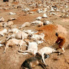 A worker tries to lift a weak cow from among the carcasses of drought-stricken livestock